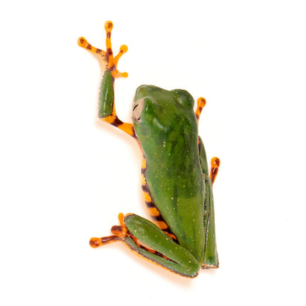 Pithecopus hypochondrialis 'Tiger Leaf' Frog