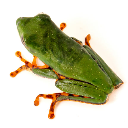 Pithecopus hypochondrialis 'Tiger Leaf' Frog