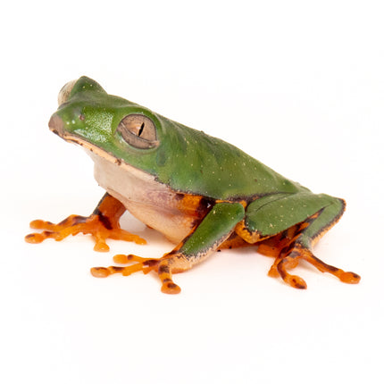 Pithecopus hypochondrialis 'Tiger Leaf' Frog
