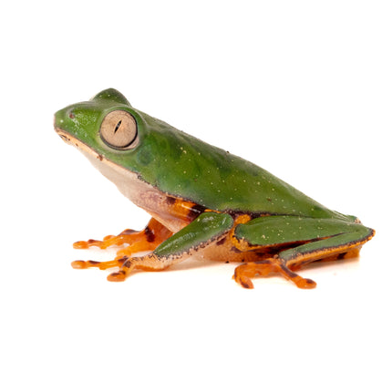 Pithecopus hypochondrialis 'Tiger Leaf' Frog
