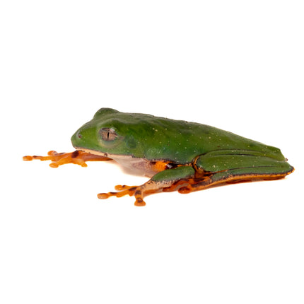 Pithecopus hypochondrialis 'Tiger Leaf' Frog