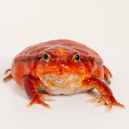 True Tomato Frog - Dysco­phus an­tongilii