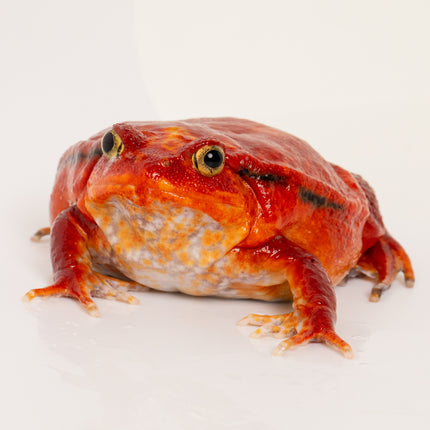 True Tomato Frog - Dysco­phus an­tongilii