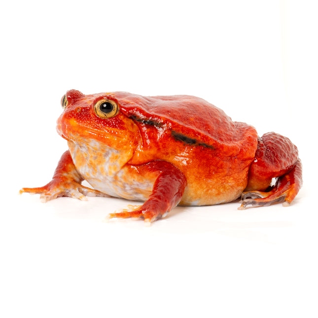 True Tomato Frog - Dysco­phus an­tongilii