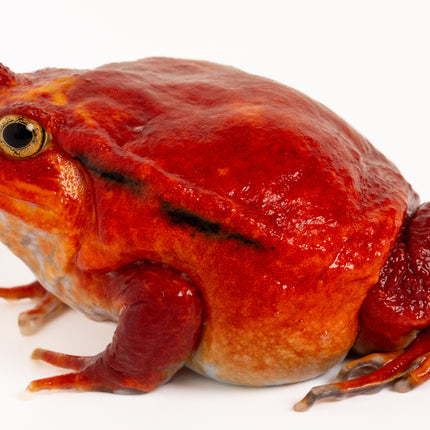 True Tomato Frog - Dysco­phus an­tongilii