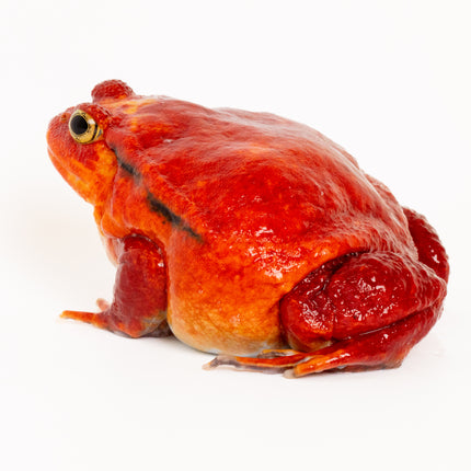 True Tomato Frog - Dysco­phus an­tongilii