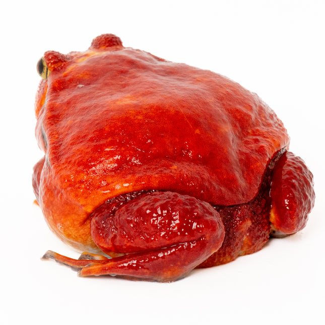 True Tomato Frog - Dysco­phus an­tongilii