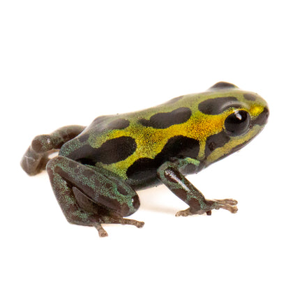 Ranitomeya Variabilis -Southern