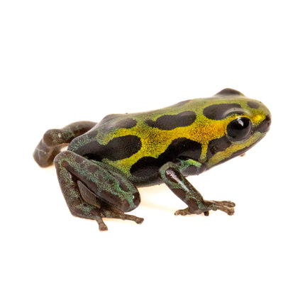 Ranitomeya Variabilis -Southern
