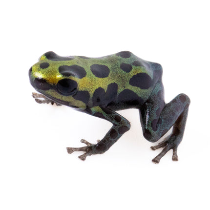 Ranitomeya Variabilis -Southern