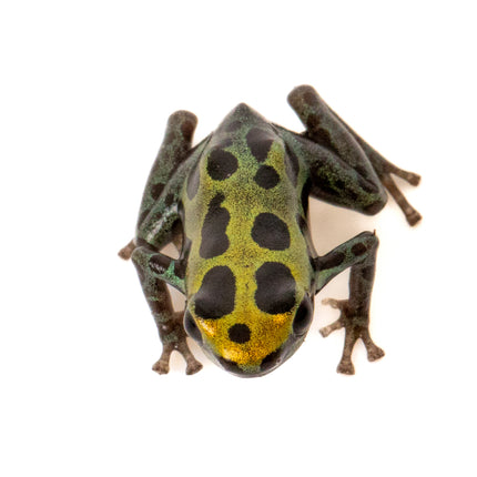 Ranitomeya Variabilis -Southern