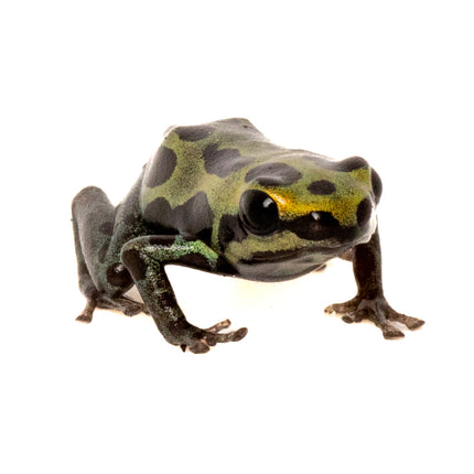 Ranitomeya Variabilis -Southern
