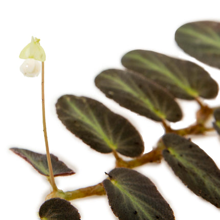 Wax Begonia