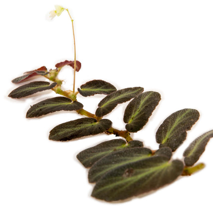 Wax Begonia