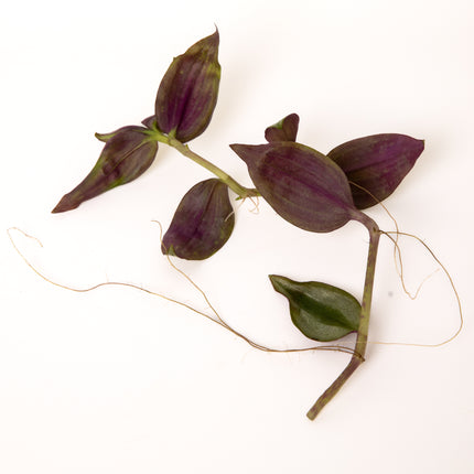 Tradescantia Zebrina