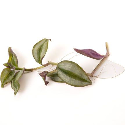 Tradescantia Zebrina