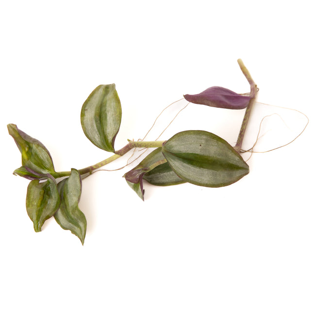Tradescantia Zebrina