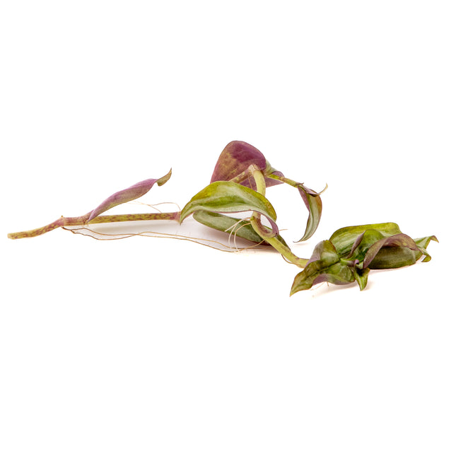 Tradescantia Zebrina