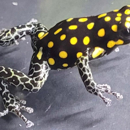 Ranitomeya 'Vanzolinii' image 0