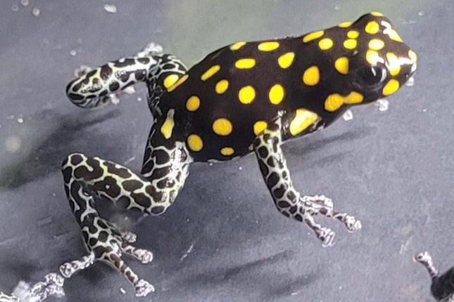 Ranitomeya 'Vanzolinii' image 0
