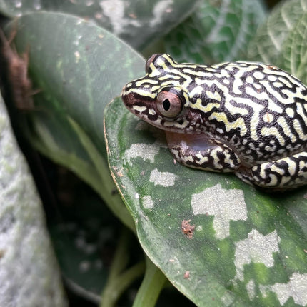 Starry Night Reed Frog image 1