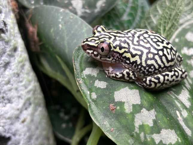 Starry Night Reed Frog image 1
