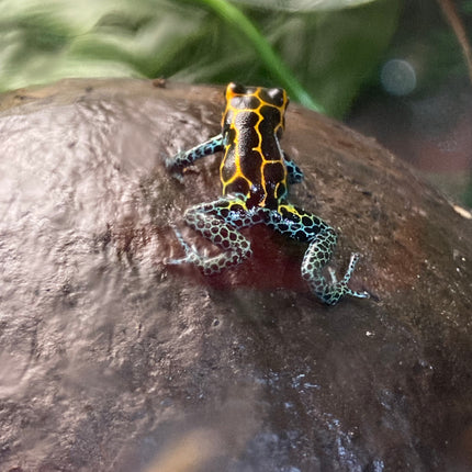 Ranitomeya Imitator Yumbatos image 1