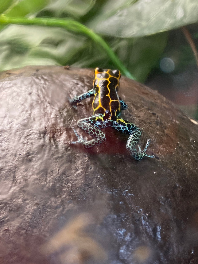 Ranitomeya Imitator Yumbatos image 1