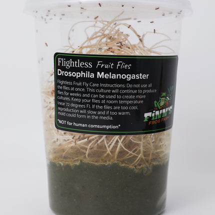 Drosophila Melanogaster Fruit Flies image 1