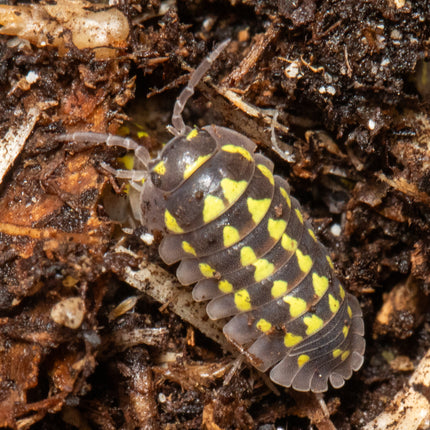 Armadillidium gestroi 'Gold Spot' image 3