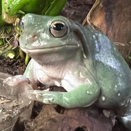 Australian Whites Tree Frog - Normal image 0