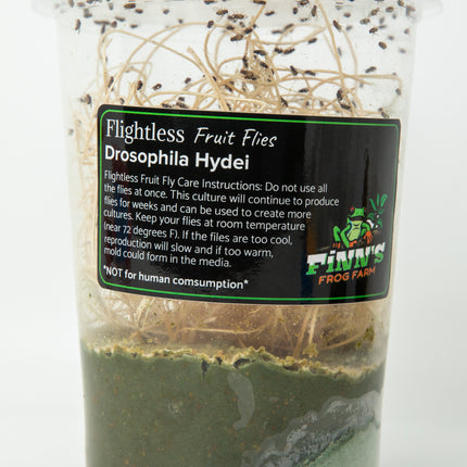 Drosophila Hydei Fruit Flies image 1