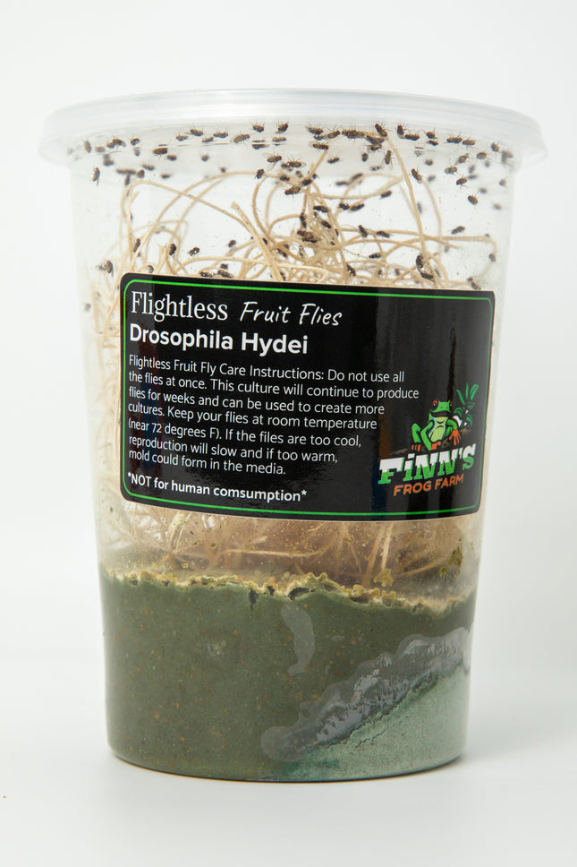 Drosophila Hydei Fruit Flies image 1