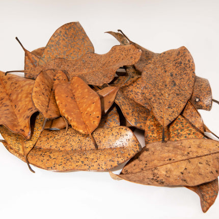 Magnolia Leaf Litter image 0