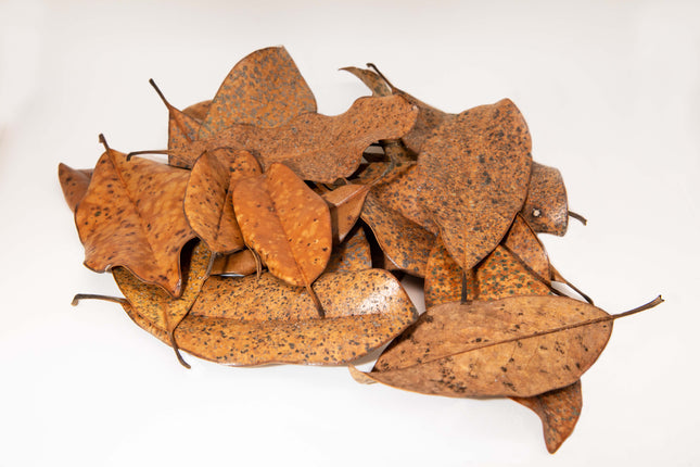 Magnolia Leaf Litter image 0