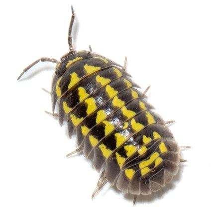 Armadillidium gestroi 'Gold Spot' image 6