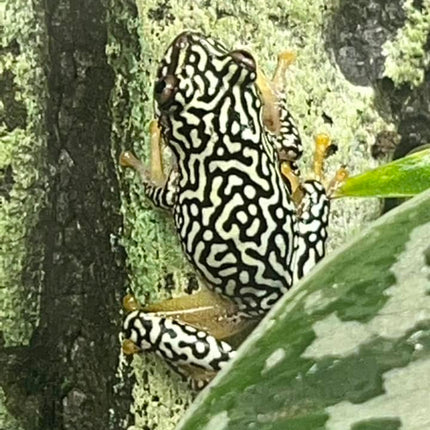 Starry Night Reed Frog image 0