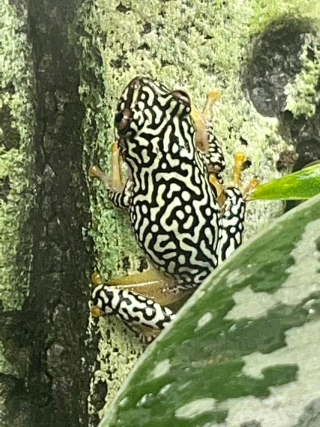 Starry Night Reed Frog image 0