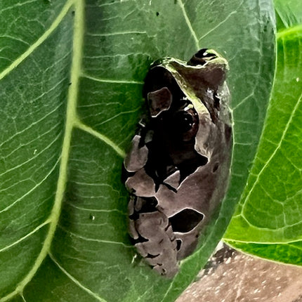Crowned Tree Frogs- Triprion spinosus image 2