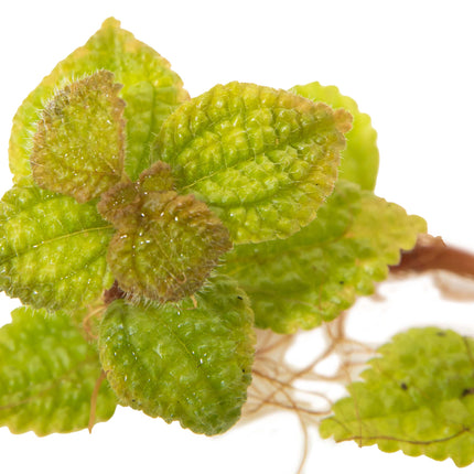 Pilea involucrata 'Moon Valley' image 0