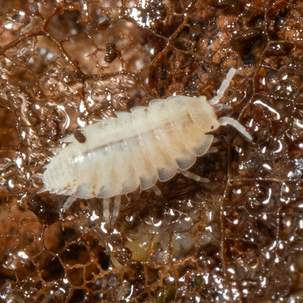 Trichorhina tomentosa “Dwarf White” Isopods image 0