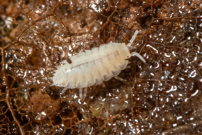 Trichorhina tomentosa “Dwarf White” Isopods image 0