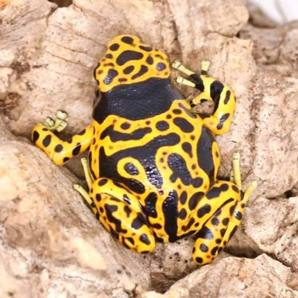 Dendrobates Leucomelas 'Fine Spot' image 0