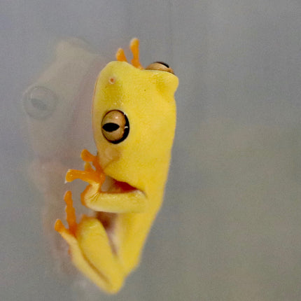 Lutino Albino Red Eye Tree Frog image 0