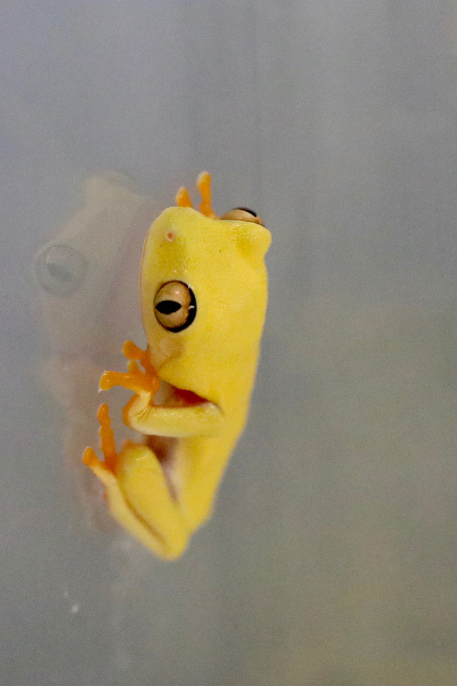 Lutino Albino Red Eye Tree Frog image 0