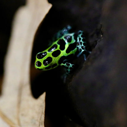 Ranitomeya Variabilis image 2