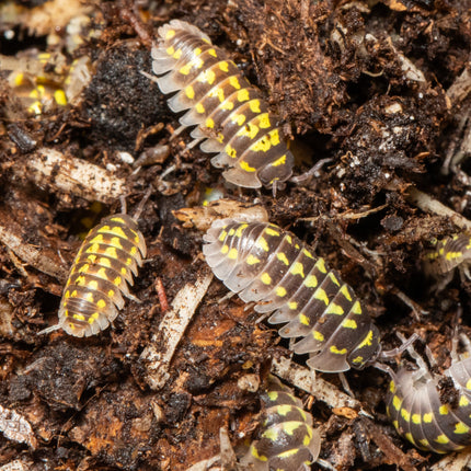 Armadillidium gestroi 'Gold Spot' image 2