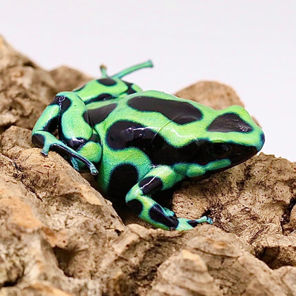 Dendrobates Auratus Green & Black Frog image 2