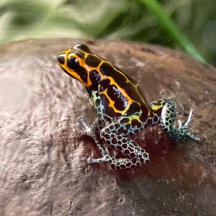 Ranitomeya Imitator Yumbatos image 0