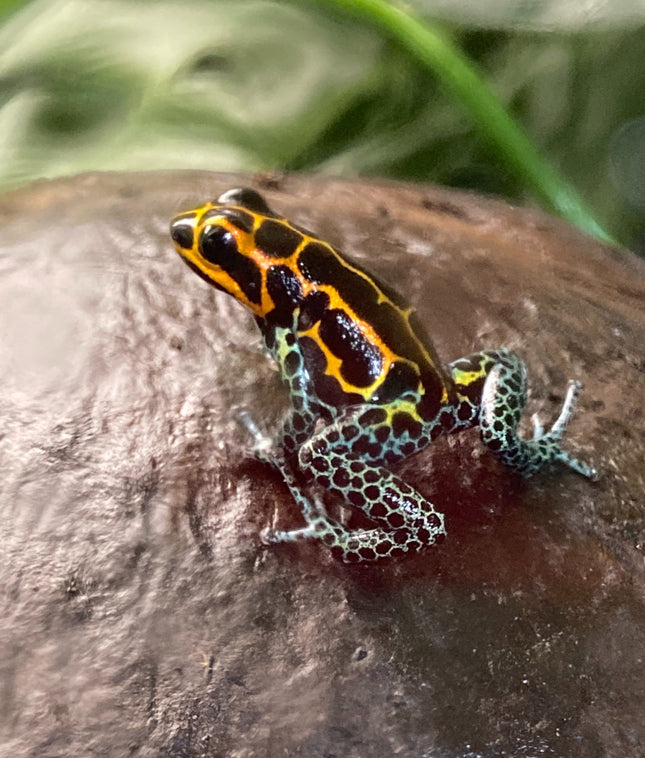 Ranitomeya Imitator Yumbatos image 0